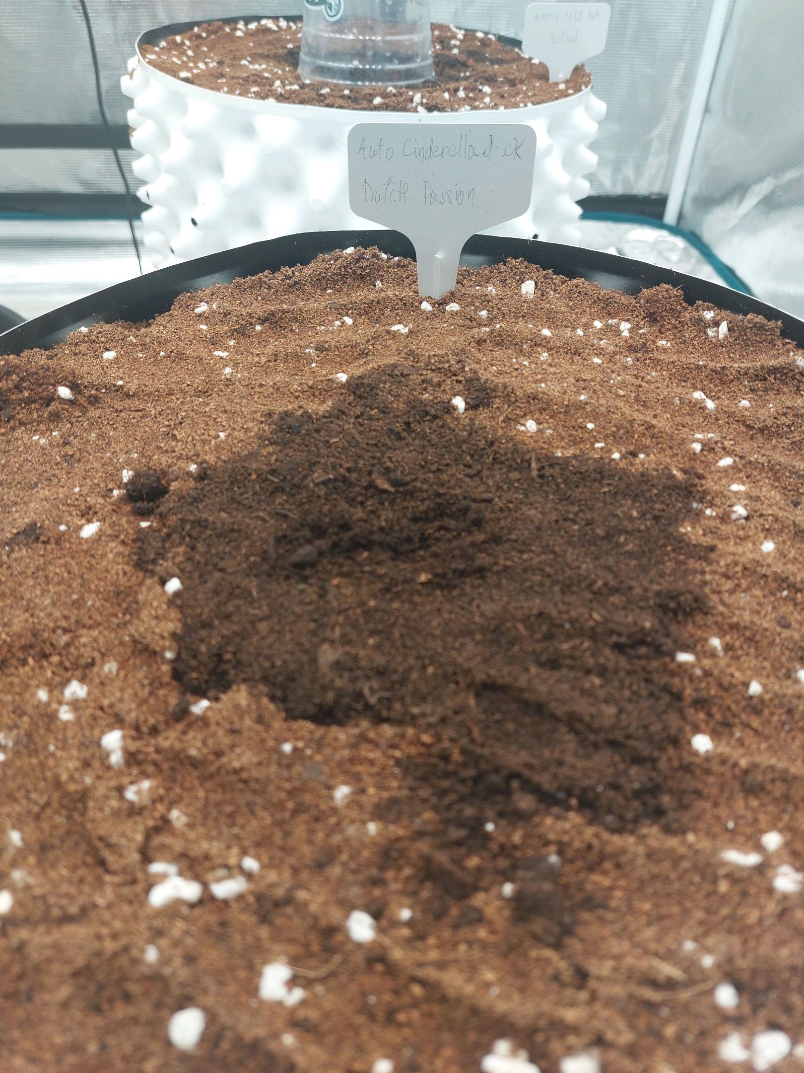 Auto Cinderella Jack growlog header