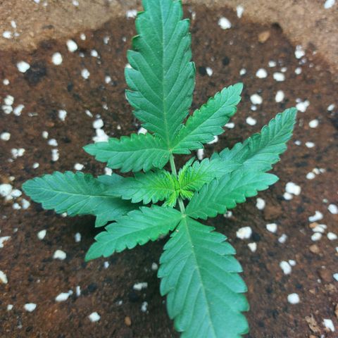 Wdc 2fast4bud growlog timeline photo