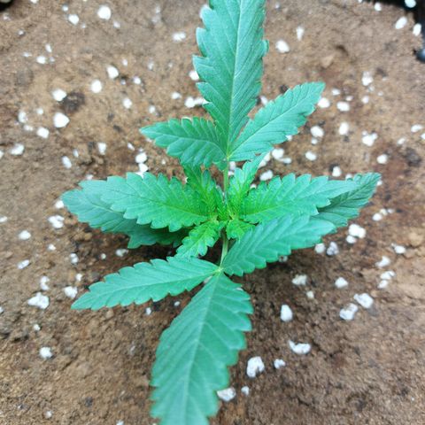 Wdc 2fast4bud growlog timeline photo