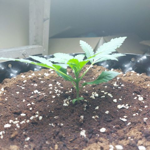 Wdc 2fast4bud growlog timeline photo