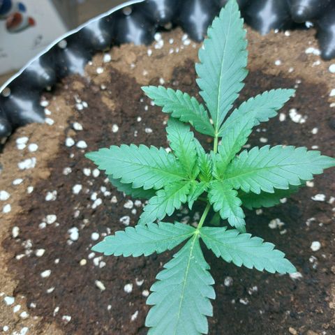 Wdc 2fast4bud growlog timeline photo
