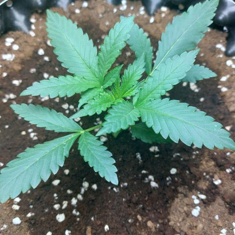 Wdc 2fast4bud growlog timeline photo