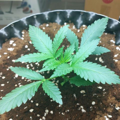 Wdc 2fast4bud growlog timeline photo