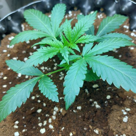 Wdc 2fast4bud growlog timeline photo