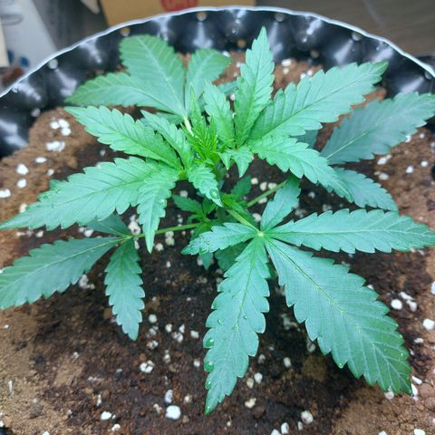 Wdc 2fast4bud growlog timeline photo