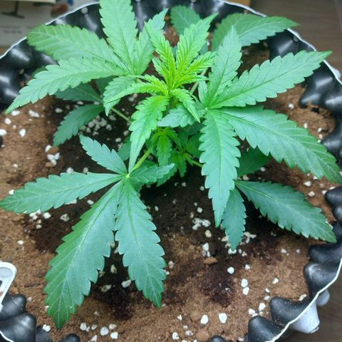 Wdc 2fast4bud growlog timeline photo