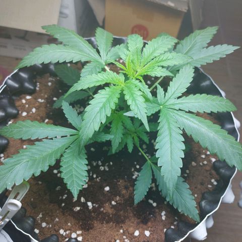 Wdc 2fast4bud growlog timeline photo