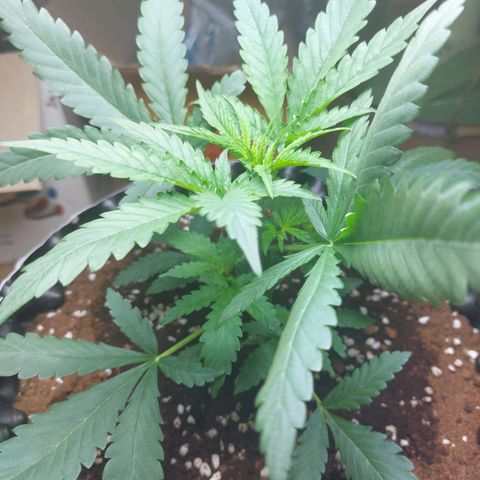 Wdc 2fast4bud growlog timeline photo
