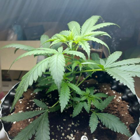 Wdc 2fast4bud growlog timeline photo