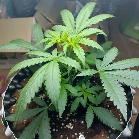 Wdc 2fast4bud growlog timeline photo