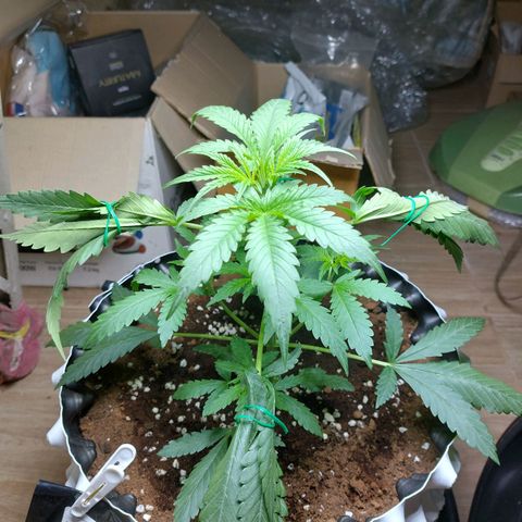 Wdc 2fast4bud growlog timeline photo