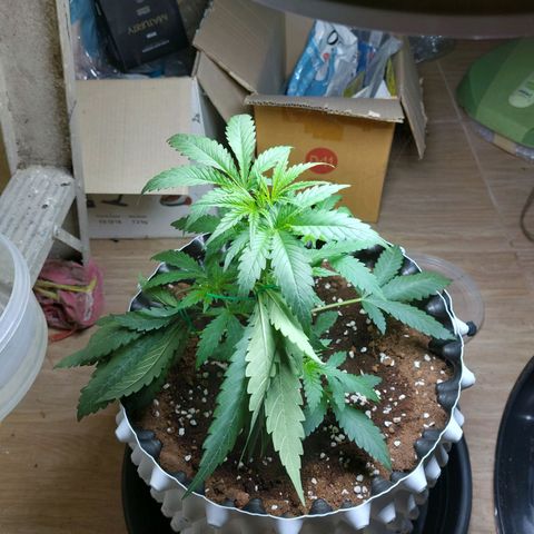 Wdc 2fast4bud growlog timeline photo