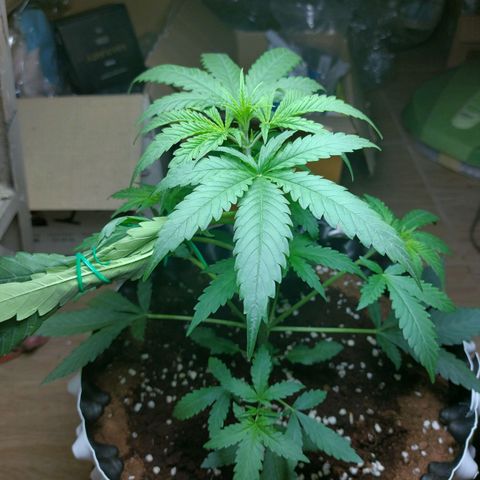 Wdc 2fast4bud growlog timeline photo