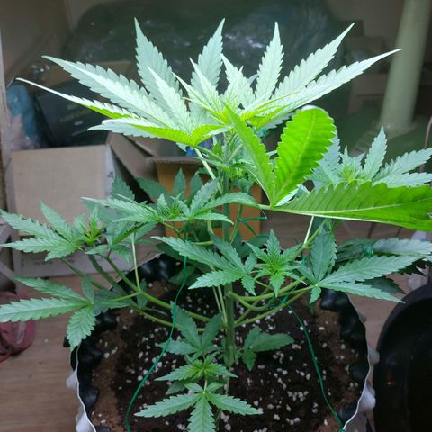 Wdc 2fast4bud growlog timeline photo