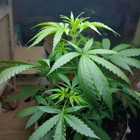 Wdc 2fast4bud growlog timeline photo