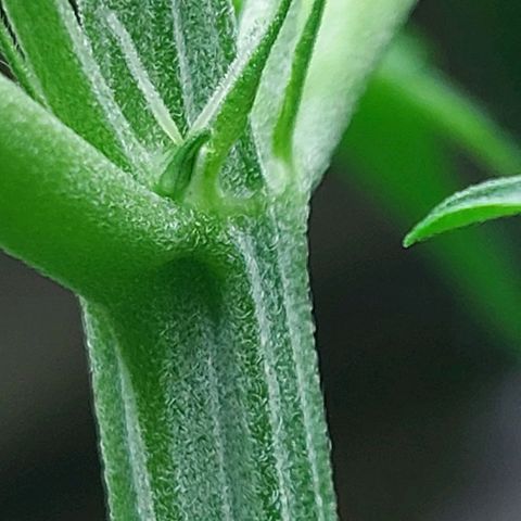 Wdc 2fast4bud growlog timeline photo
