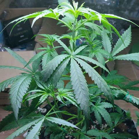 Wdc 2fast4bud growlog timeline photo