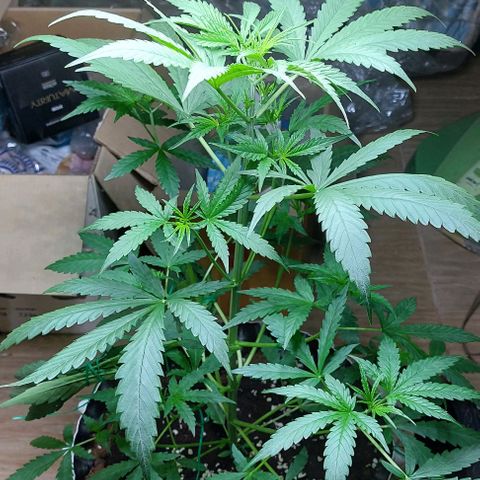 Wdc 2fast4bud growlog timeline photo