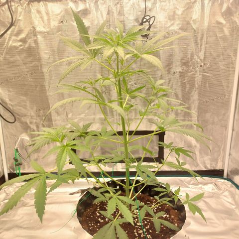 Wdc 2fast4bud growlog timeline photo