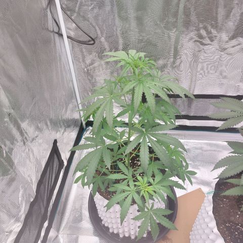 Wdc 2fast4bud growlog timeline photo