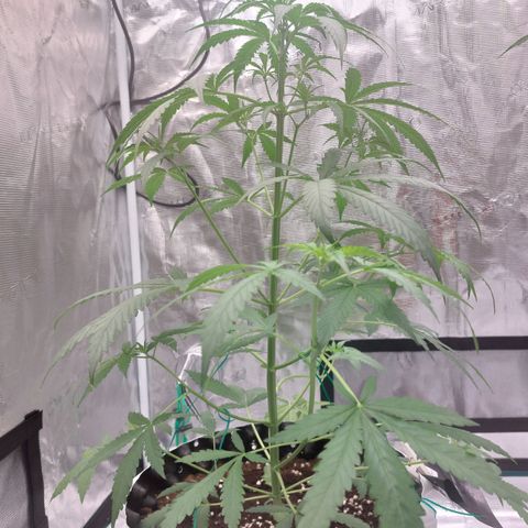 Wdc 2fast4bud growlog timeline photo