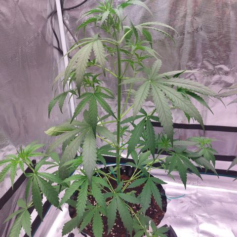 Wdc 2fast4bud growlog timeline photo