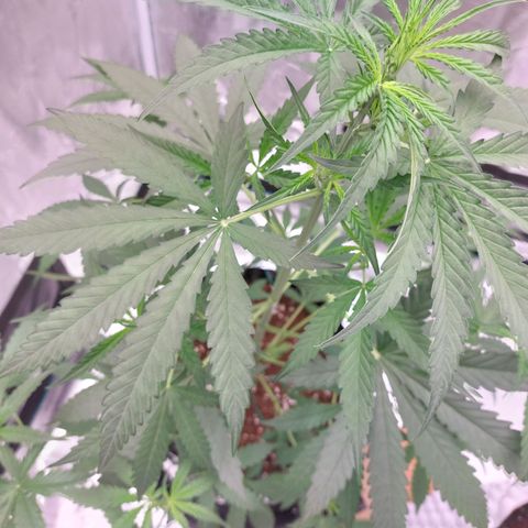 Wdc 2fast4bud growlog timeline photo