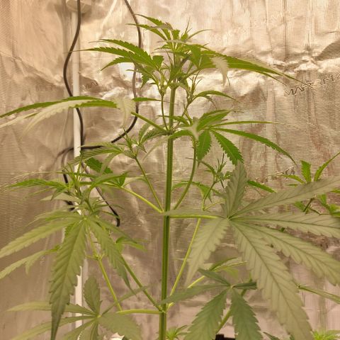 Wdc 2fast4bud growlog timeline photo