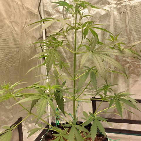 Wdc 2fast4bud growlog timeline photo
