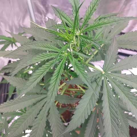 Wdc 2fast4bud growlog timeline photo
