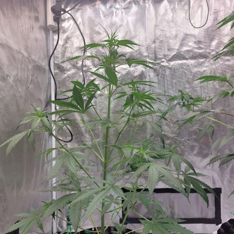 Wdc 2fast4bud growlog timeline photo