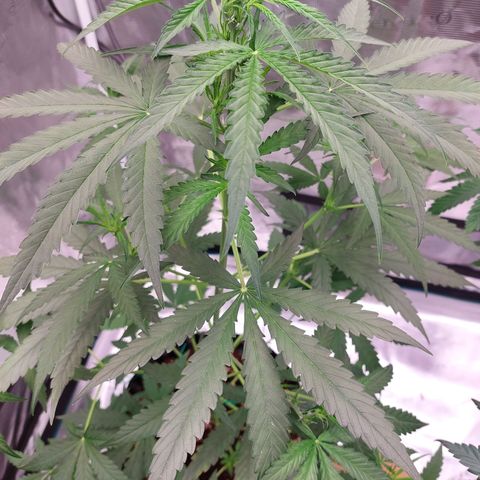 Wdc 2fast4bud growlog timeline photo