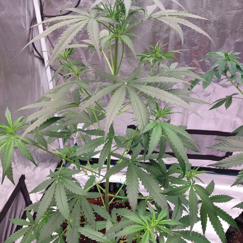 Wdc 2fast4bud growlog timeline photo