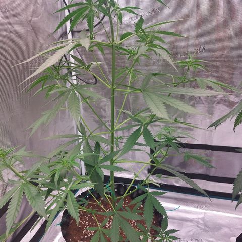 Wdc 2fast4bud growlog timeline photo
