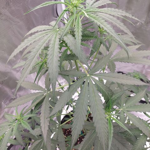 Wdc 2fast4bud growlog timeline photo