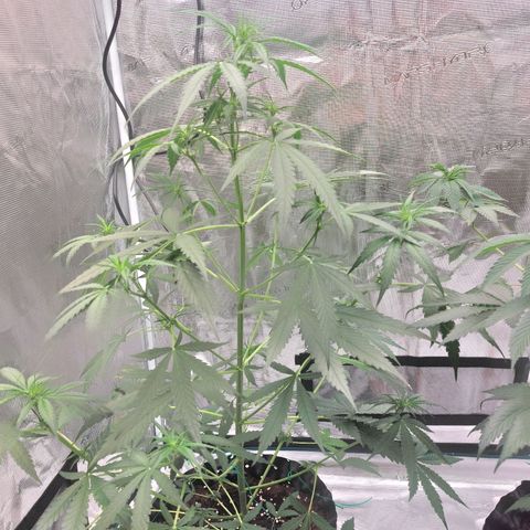 Wdc 2fast4bud growlog timeline photo