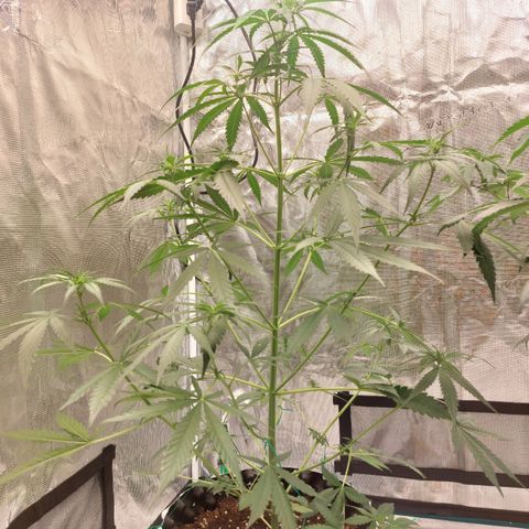 Wdc 2fast4bud growlog timeline photo