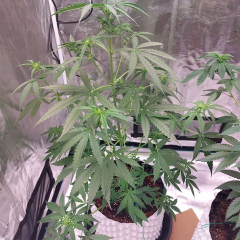 Wdc 2fast4bud growlog timeline photo