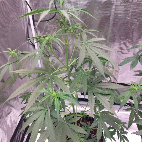 Wdc 2fast4bud growlog timeline photo