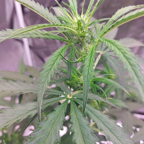 Wdc 2fast4bud growlog timeline photo
