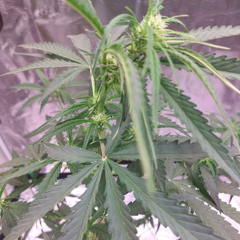 Wdc 2fast4bud growlog timeline photo