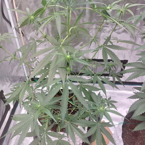 Wdc 2fast4bud growlog timeline photo