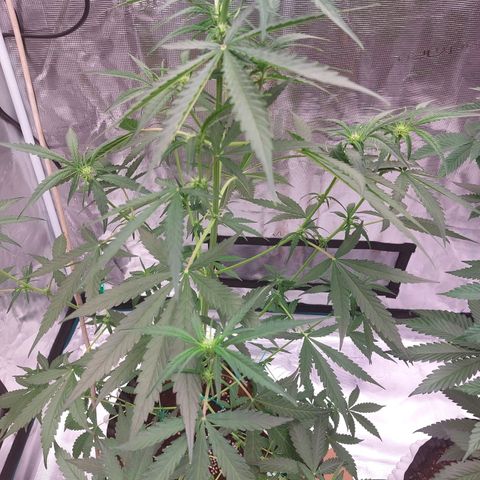 Wdc 2fast4bud growlog timeline photo