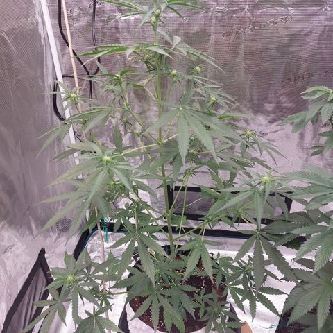 Wdc 2fast4bud growlog timeline photo