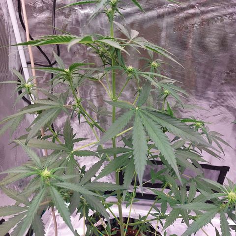 Wdc 2fast4bud growlog timeline photo