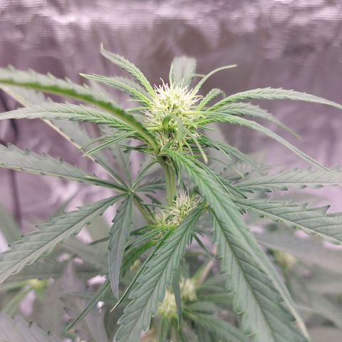 Wdc 2fast4bud growlog timeline photo
