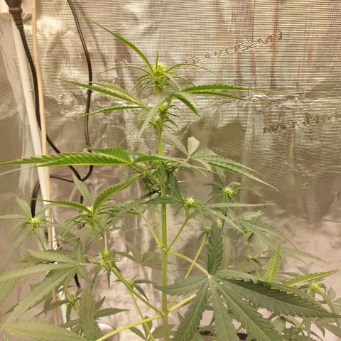 Wdc 2fast4bud growlog timeline photo