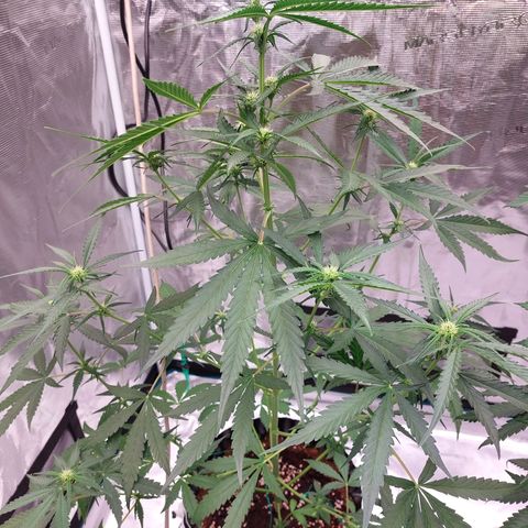 Wdc 2fast4bud growlog timeline photo
