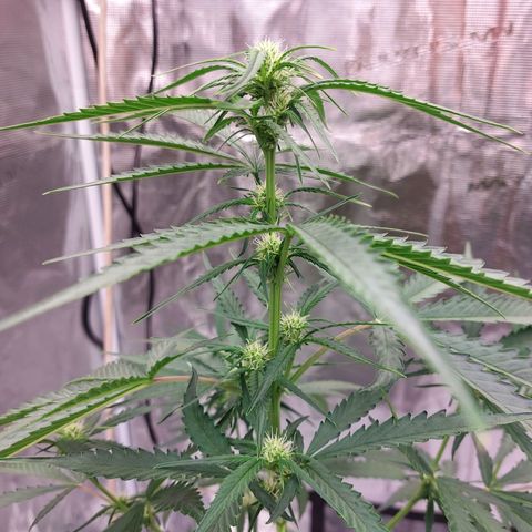 Wdc 2fast4bud growlog timeline photo