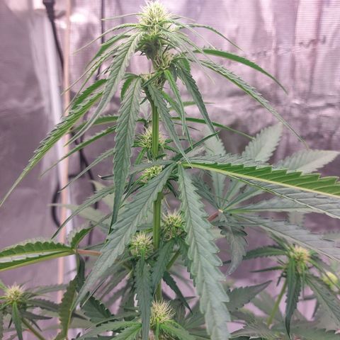 Wdc 2fast4bud growlog timeline photo